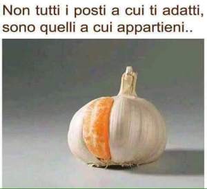 13606669_967451100040024_7594555022002973253_n