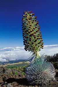5-332-18-silversword-m
